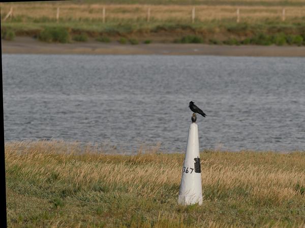 Carrion crow (Corvus corone)